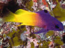 Aquarien