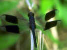 Insektarien
