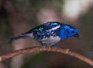Blauvogel / S. Nothmann