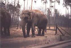 Elefanten (c) Tierpark-Cottbus.de