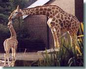 Giraffen (c) Zoo Dortmund