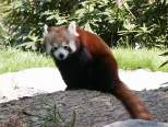 Kleiner Panda (c) Zoo Dortmund