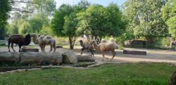 Trampeltiere (c) C. Janker