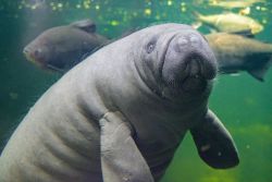 Seekuh (c) Zoo Duisburg / M. Appel