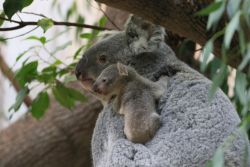 Goonis Baby (c) Zoo Duisburg / I. Sickmann