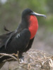 Fregattvogel / T. Buschle