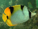 Keilfleckfalterfisch / Manfred Salewski