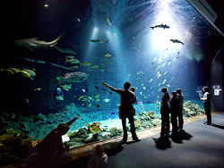 Großes Hai-Atoll ©Hagenbeck