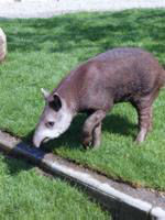 Tapir (c) Erlebniszoo Hannover