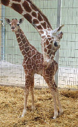 Giraffen (c) Zoo Karlsruhe