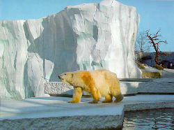 Eisbär / Zoo Karlsruhe