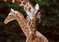 Netzgiraffen 
(c) Zoo Köln