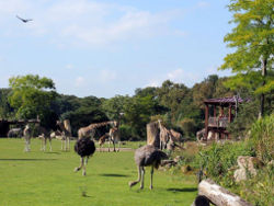 Kiwara-Savanne (c) Zoo Leipzig