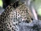 Leopard / S. Feyrer