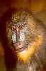 Mandrill / S. Beckert