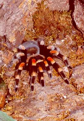 Rotknievogelspinne von C. Janker