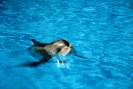 Delfin / F. Thevessen