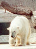 Eisbär / M. Heintz