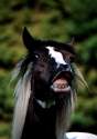 New Forest Pony / A. Kolbaum