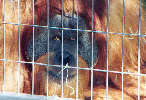 Orang-Utan / M. Heintz