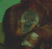 Orang-Utan / D. Zabinsky