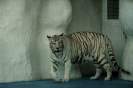 Tiger / F. Thevessen