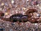 Skorpion / I. Müller