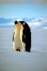 Kaiserpinguine / Sichtweise-Verlag