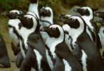 Pinguine / Holger Jehle