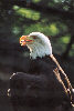 Weißkopfseeadler / P. Nauser
