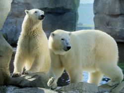 Eisbaeren Anna & Elsa 
(c) Bernd Ohlthaver / Zoo am Meer