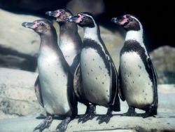 Pinguine 
(c) Bernd Ohlthaver / Zoo am Meer
